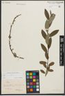 Foto von Salix phylicifolia L.